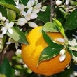 huile essentielle néroli (fleur d'oranger amer)